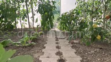 全高清分辨率视频温室番茄灌木与绿色和红色番茄在其中。 生态农业园